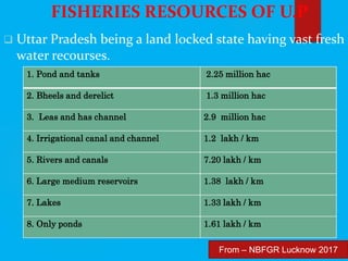 FISHERIES RESOURCES OF U.P
 Uttar Pradesh being a land locked state having vast fresh
water recourses.
1. Pond and tanks 2.25 million hac
2. Bheels and derelict 1.3 million hac
3. Leas and has channel 2.9 million hac
4. Irrigational canal and channel 1.2 lakh / km
5. Rivers and canals 7.20 lakh / km
6. Large medium reservoirs 1.38 lakh / km
7. Lakes 1.33 lakh / km
8. Only ponds 1.61 lakh / km
From – NBFGR Lucknow 2017
 
