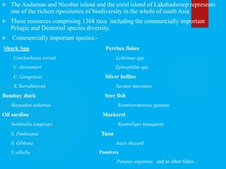  The Andaman and Nicobar island and the coral island of Lakshadweep represents
one of the richest ripositories of biodiversity in the whole of south Asia
 These resources comprising 1368 taxa including the commercially important
Pelagic and Demersal species diversity.
 Commercially important species:-
Shark Spp Perches fishes
Carcharhinus sorrah Lethrinus spp.
C. dussumieri Epinephilus spp.
C. Gangeticus Silver bellies
S. Sorrahkowah Secutor muconius
Bombay duck Seer fish
Harpadon nehereus Scomberomorous guttatus
Oil sardine Mackerel
Sardinella longiceps Rastrelliger kanagurta
S. Fimbriatus Tuna
S. Gibbosa Auxis thazard
S .albella Pomfrets
Pampus argentius and so other fishes .
 