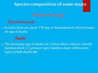 Species composition of some major
Demersal spp.
Elasmobranch –
 In india there are about 110 spp of elasmobranch which incudes
66 spp of sharks.
Sharks-
 The dominant spp of sharks are Chiloscyllium indicum (slender
bamboo shark ) ,C.griseum (grey bamboo shark ),Rhincodon
typus (whale shark) etc.
 