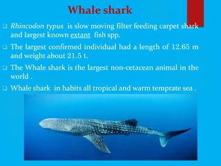 Whale shark
 Rhincodon typus is slow moving filter feeding carpet shark
and largest known extant fish spp.
 The largest confirmed individual had a length of 12.65 m
and weight about 21.5 t.
 The Whale shark is the largest non-cetacean animal in the
world .
 Whale shark in habits all tropical and warm temprate sea .
 