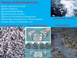 Threats of fish biodiversity
Over exploitation of fish .
Water pollution
Unsustainable fishing
Global climate variation
Divers of river beds for urbanization
Destructive natural events ( flood ,tsunami,
cyclone, disease, Earthquakes ) etc .
Over exploitation of fish Unsustainable fishing Water pollution
Global climate variation
 