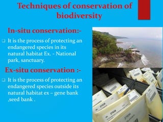Techniques of conservation of
biodiversity
In-situ conservation:-
 It is the process of protecting an
endangered species in its
natural habitat Ex. - National
park, sanctuary.
Ex-situ conservation :-
 It is the process of protecting an
endangered species outside its
natural habitat ex – gene bank
,seed bank .
 
