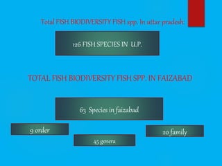 Total FISH BIODIVERSITY FISH spp. In uttar pradesh:
TOTAL FISH BIODIVERSITY FISH SPP. IN FAIZABAD
126 FISH SPECIES IN U.P.
63 Species in faizabad
9 order
45 genera
20 family
 