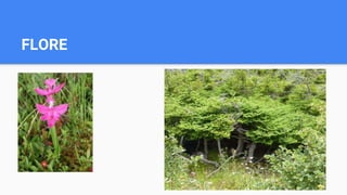 FLORE
 