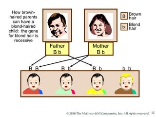 b  b B  b B  b B  B b B Blond hair Brown hair How brown-haired parents can have a blond-haired child:  the gene for blond hair is recessive Mother B b Father B b 