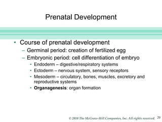 Prenatal Development Course of prenatal development Germinal period: creation of fertilized egg Embryonic period: cell differentiation of embryo Endoderm – digestive/respiratory systems Ectoderm – nervous system, sensory receptors Mesoderm – circulatory, bones, muscles, excretory and reproductive systems Organagenesis : organ formation 