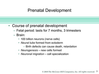 Prenatal Development Course of prenatal development Fetal period: lasts for 7 months, 3 trimesters Brain: 100 billion neurons (nerve cells) Neural tube  formed from ectoderm Birth defects can cause death, retardation Neurogenesis  – new cells formed  Neuronal migration  – cell specialization 
