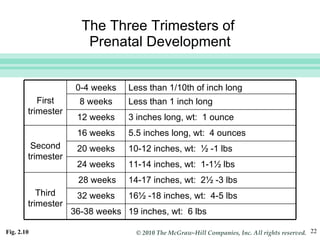 The Three Trimesters of  Prenatal Development Fig. 2.10   First trimester 0-4 weeks Less than 1/10th of inch long 8 weeks Less than 1 inch long 12 weeks 3 inches long, wt:  1 ounce Second trimester 16 weeks 5.5 inches long, wt:  4 ounces 20 weeks 10-12 inches, wt:  ½ -1 lbs 24 weeks 11-14 inches, wt:  1-1½ lbs Third trimester 28 weeks 14-17 inches, wt:  2½ -3 lbs 32 weeks 16½ -18 inches, wt:  4-5 lbs 36-38 weeks 19 inches, wt:  6 lbs 