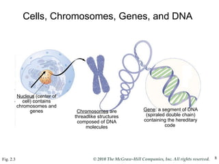 Cells, Chromosomes, Genes, and DNA Fig. 2.3 Nucleus  (center of cell) contains chromosomes and genes Chromosomes  are threadlike structures composed of DNA molecules Gene : a segment of DNA (spiraled double chain) containing the hereditary code  