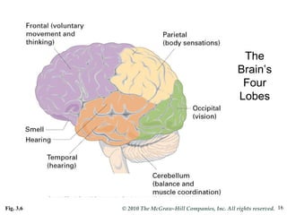 Fig. 3.6 The Brain’s Four Lobes 