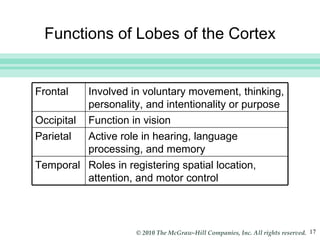 Functions of Lobes of the Cortex Frontal Involved in voluntary movement, thinking, personality, and intentionality or purpose Occipital Function in vision Parietal Active role in hearing, language processing, and memory Temporal Roles in registering spatial location, attention, and motor control 