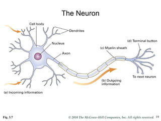 The Neuron Fig. 3.7 