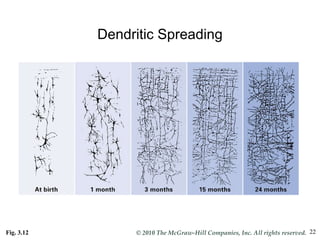 Dendritic Spreading Fig. 3.12 