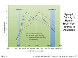Fig. 3.13 Synaptic Density in Human Brain from Infancy to Adulthood 