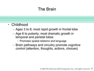 The Brain Childhood Ages 3 to 6; most rapid growth in frontal lobe Age 6 to puberty; most dramatic growth in temporal and parietal lobes Promotes spatial relations and language Brain pathways and circuitry promote  cognitive control  (attention, thoughts, actions, choices) 