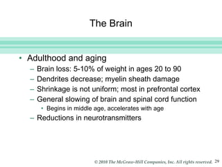 The Brain Adulthood and aging Brain loss: 5-10% of weight in ages 20 to 90 Dendrites decrease; myelin sheath damage Shrinkage is not uniform; most in prefrontal cortex  General slowing of brain and spinal cord function Begins in middle age, accelerates with age Reductions in neurotransmitters 