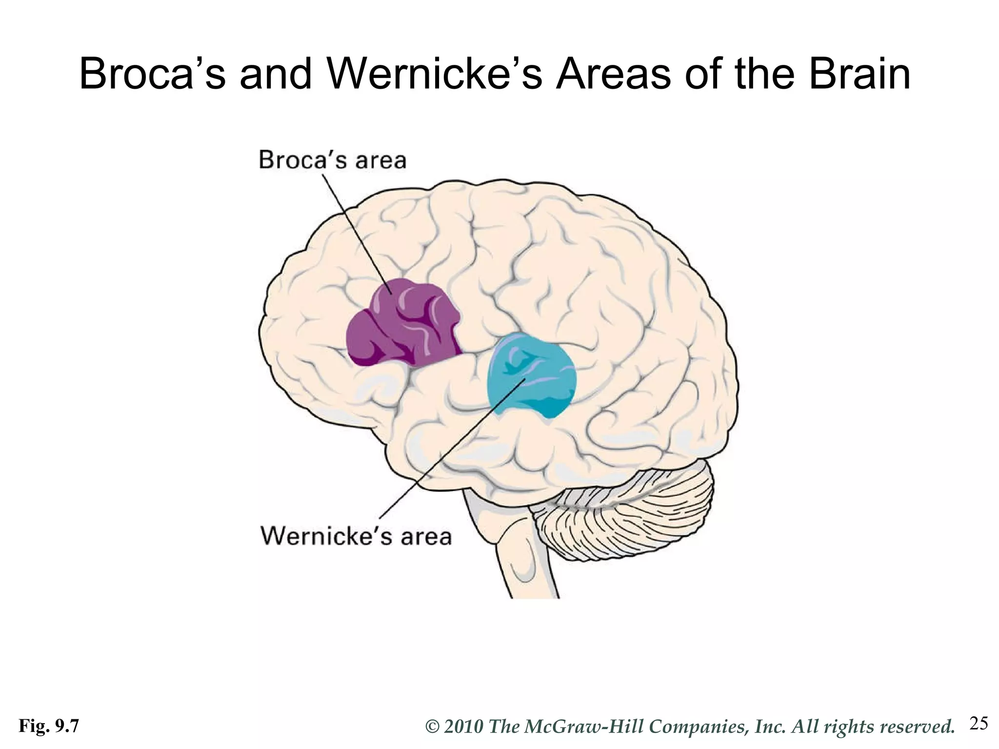 Broca’s and Wernicke’s Areas of the Brain Fig. 9.7 