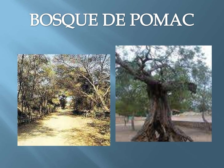 Resultado de imagen para SANTUARIO HISTORICO BOSQUE DE POMAC