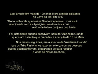 Esta árvore tem mais de 100 anos e era a maior existente  na Cova da Iria, em 1917. Não foi sobre ela que Nossa Senhora apareceu, mas está  relacionada com as Aparições, sendo a única que  restou de todo o conjunto que havia. Foi justamente quando passavam junto da “Azinheira Grande”  que viram o clarão que precedeu a aparição de 13 de Maio.  Nos meses seguintes, era à sombra da “Azinheira Grande”  que os Três Pastorinhos rezavam o terço com as pessoas  que os acompanhavam, preparando-se para receber  a visita de Nossa Senhora. 