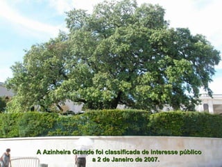 A Azinheira Grande foi classificada de interesse público  a 2 de Janeiro de 2007. 