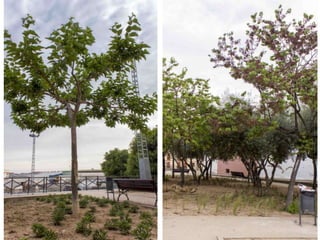 Treballs de jardineria al parc de San Vicent