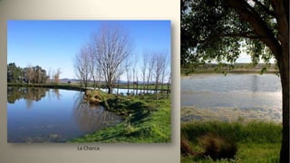 La Charca.
 