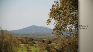 El Torrico de
San Pedro.
 