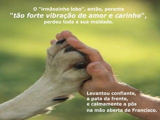 O “irmãozinho lobo”, então, perante
"tão forte vibração de amor e carinho",
          perdeu toda a sua maldade.




                          Levantou confiante,
                          a pata da frente,
                          e calmamente a pôs
                          na mão aberta de Francisco..
 
