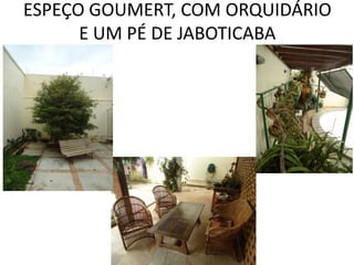 ESPEÇO GOUMERT, COM ORQUIDÁRIO
E UM PÉ DE JABOTICABA
 