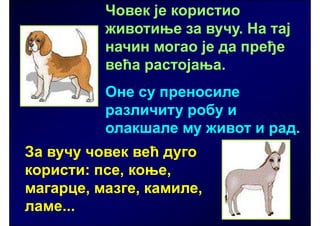 Човек је користио
          животиње за вучу. На тај
          начин могао је да пређе
          већа растојања.
          Оне су преносиле
          различиту робу и
          олакшале му живот и рад.
За вучу човек већ дуго
користи: псе, коње,
магарце, мазге, камиле,
ламе...
 