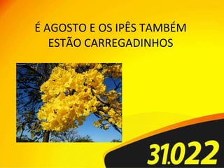 É AGOSTO E OS IPÊS TAMBÉM  ESTÃO CARREGADINHOS  