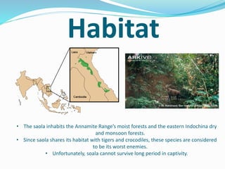 Habitat
• The saola inhabits the Annamite Range’s moist forests and the eastern Indochina dry
and monsoon forests.
• Since saola shares its habitat with tigers and crocodiles, these species are considered
to be its worst enemies.
• Unfortunately, soala cannot survive long period in captivity.
 