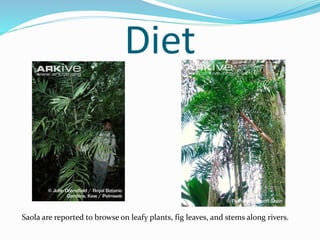 Diet
Saola are reported to browse on leafy plants, fig leaves, and stems along rivers.
 