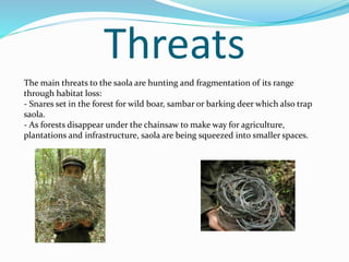 Threats
The main threats to the saola are hunting and fragmentation of its range
through habitat loss:
- Snares set in the forest for wild boar, sambar or barking deer which also trap
saola.
- As forests disappear under the chainsaw to make way for agriculture,
plantations and infrastructure, saola are being squeezed into smaller spaces.
 