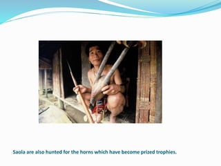 Saola are also hunted for the horns which have become prized trophies.
 