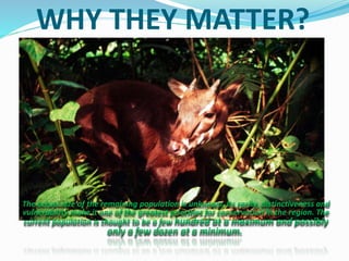 WHY THEY MATTER?
The actual size of the remaining population is unknown. Its rarity, distinctiveness and
vulnerability make it one of the greatest priorities for conservation in the region. The
current population is thought to be a few hundred at a maximum and possibly
only a few dozen at a minimum.
 