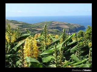 ... e ainda ... Ananás Hortências (Novelões) Vacas Conteiras 