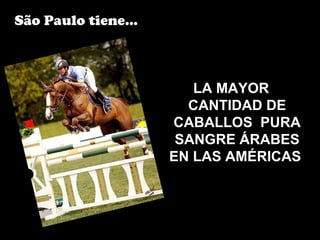 LA MAYOR
CANTIDAD DE
CABALLOS PURA
SANGRE ÁRABES
EN LAS AMÉRICAS
São Paulo tiene...
 