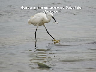 Garça a alimentar-se no Sapal de
            Corroios
 
