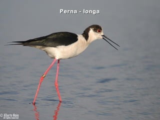 Perna - longa
 