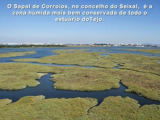 O Sapal de Corroios, no concelho do Seixal, é a
 zona húmida mais bem conservada de todo o
               estuário doTejo.
 