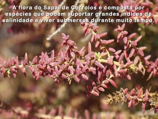 A flora do Sapal de Corroios é composta por
 espécies que podem suportar grandes índices de
salinidade e viver submersos durante muito tempo.
 