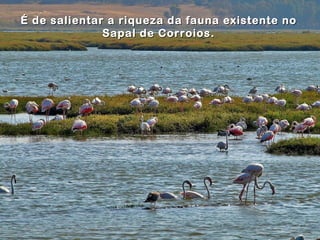 É de salientar a riqueza da fauna existente no
              Sapal de Corroios.
 