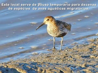Este local serve de pouso temporário para dezenas
   de espécies de aves aquáticas migratórias.
 
