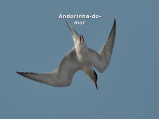 Andorinha-do-
    mar
 
