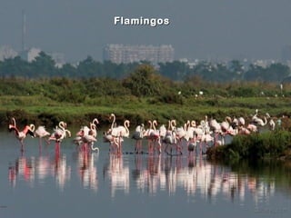 FlamingosFlamingos
 