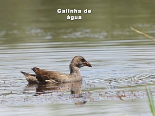 Galinha deGalinha de
águaágua
 