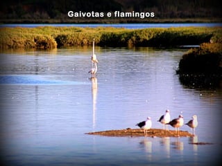 Gaivotas e flamingosGaivotas e flamingos
 