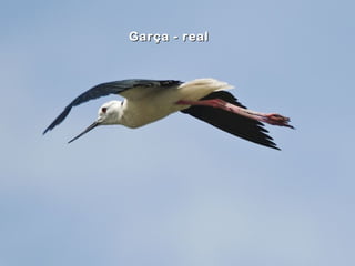 Garça - realGarça - real
 