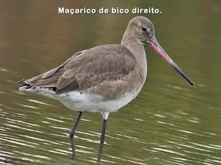 Maçarico de bico direito.Maçarico de bico direito.
 